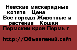 Невские маскарадные котята › Цена ­ 15 000 - Все города Животные и растения » Кошки   . Пермский край,Пермь г.